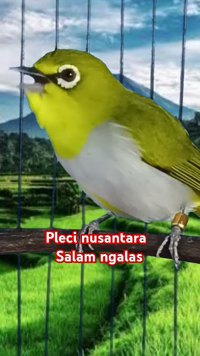 pleci Bustomi ngalas standar #plecigacor