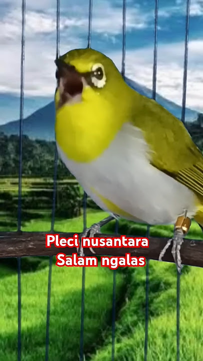 pleci Bustomi ngalas  #plecigacor