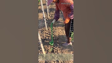 Manual Seedling Transplanter in Action: The Ultimate Planting Tool for Your Farm or Garden