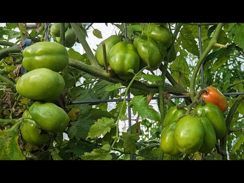 Vegetable garden tour - Abundance in just 2 months!!