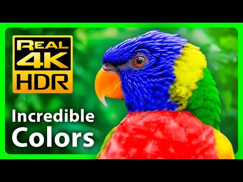The Best Nature Colors in 4K HDR - Beautiful Tropical Animals and Relaxing Music