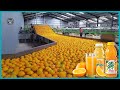 How orange juice is made in factory  the journey of orange juice production