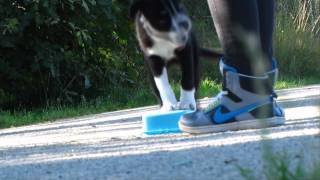 Joy - 3 months, puppy tricks by Lab&bc 2,151 views 9 years ago 4 minutes, 52 seconds