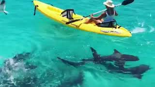 Bahamas tra gli squali