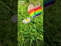اغنيه صاحبي يا صاحبي لو يوم فارقت هيولع قلبي اغنيه صاحبي يا صاحبي لو يوم فارقت هيولع قلبي