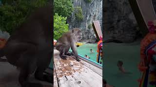 Обезьянка на Monkey beach в Таиланде🐒🍌 #travelvlog #путешествия