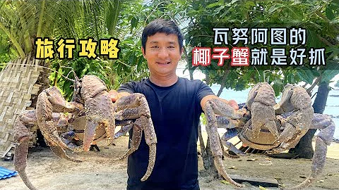 The coconut crabs here are easy to catch and delicious, and each one weighs several catties - 天天要闻