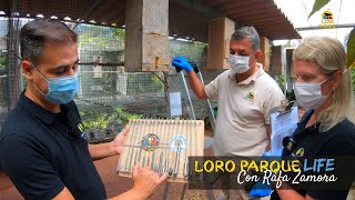 Tagging parrot chicks - S02E06 Loro Parque LIFE