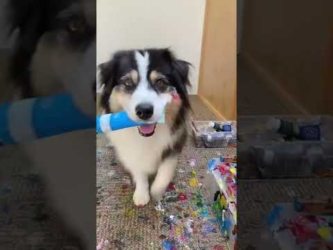 Video: Picasson koirat