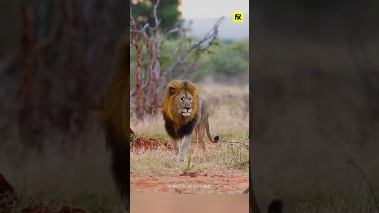 This Is Real Lion Sound – Asli Sher Ki Dahad Suno! 😱