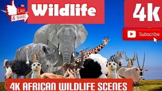 "4K African Wildlife and Relaxing Piano Music for Stress Relief - Wildlife Video Ultra HD"