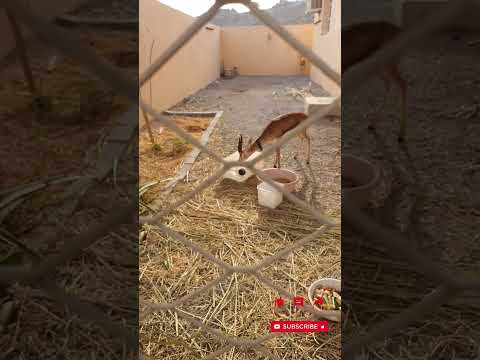      مياه الشرب الغزال غزال جميل   