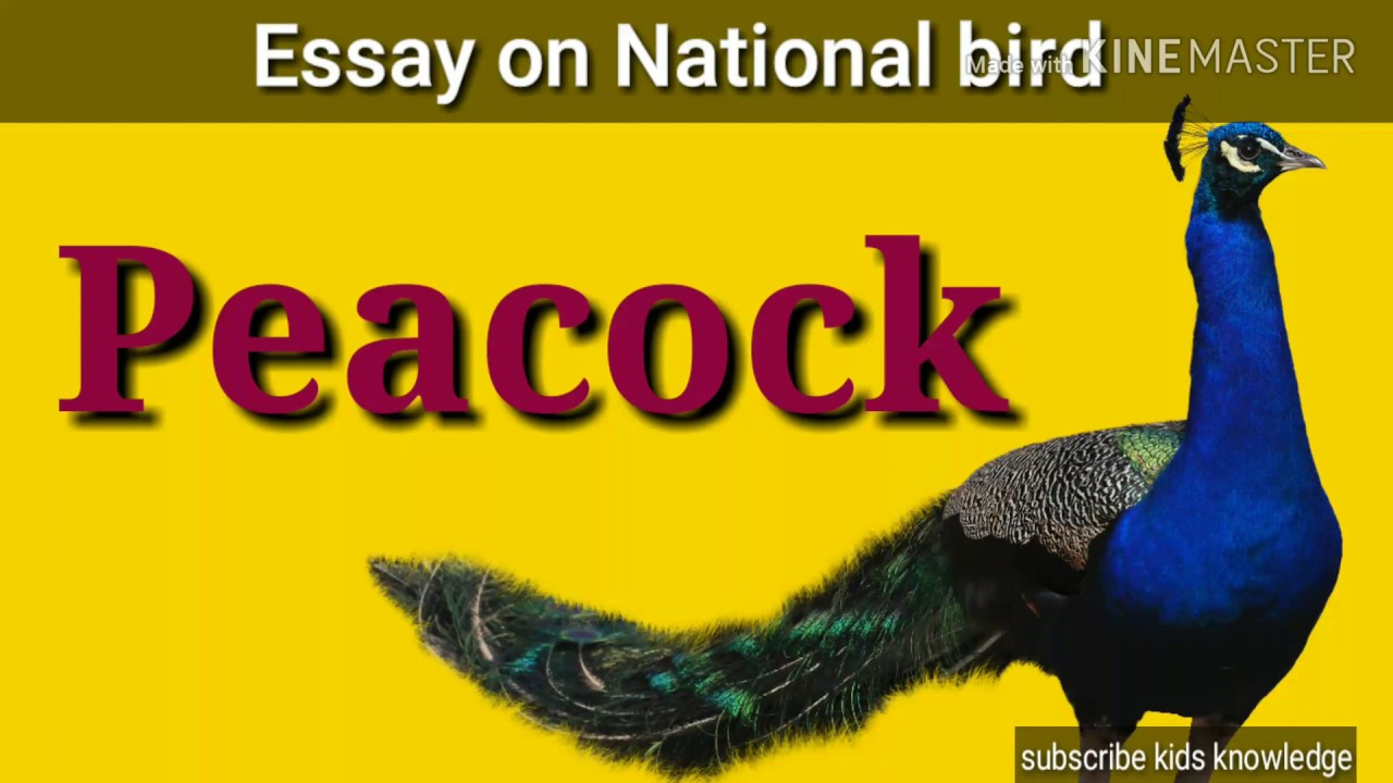 essay of national bird peacock