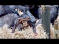 Follow the baby chimpanzees with their mother  part 38