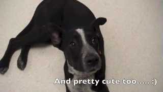 Jade - Adopted
