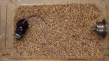 Highly scalable multichannel mesh electronics for stable chronic brain electrophysiology