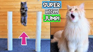 TRUE High Jump Competition for Maine Coon Cats!