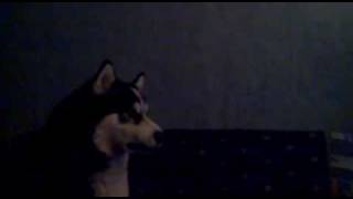 Blade - Alaskan Malamute