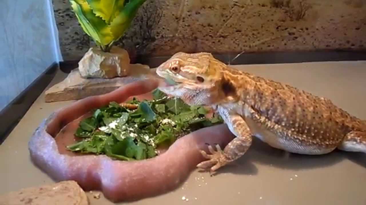Male & Female Bearded Dragon Sharing Greens. YouTube