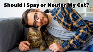 Should I Spay or Neuter My Cat? Understanding the Benefits