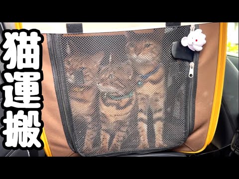 【大移動】お利口に乗車する猫さん達とドライブ