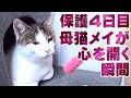 野良猫の親子 保護4日目 警戒心がすごかった母猫メイが心を開く瞬間