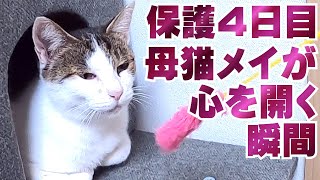 野良猫の親子 保護４日目　警戒心がすごかった母猫メイが心を開く瞬間