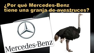 ¿Por qué Mercedes-Benz tiene una granja de avestruces?