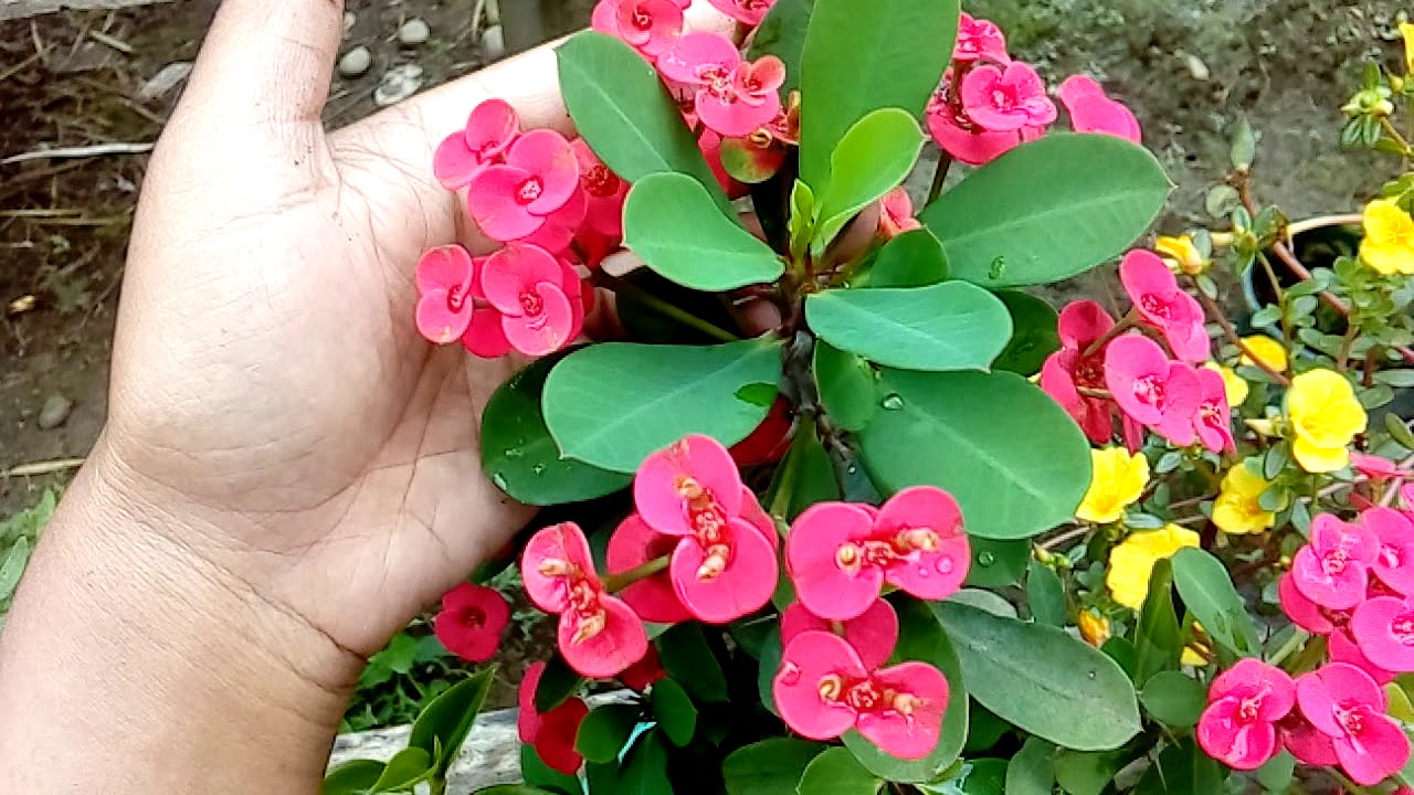 Euphorbia mili plant 🌿 care