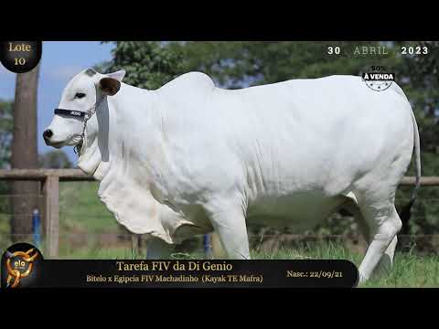 LOTE 10   TAREFA FIV DA DI GENIO   JCDG 18682