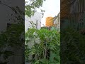 Today rain chennai