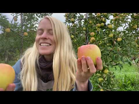ვიდეო: Goldrush ვაშლის ინფორმაცია - ისწავლეთ როგორ გაზარდოთ Goldrush ვაშლის ხეები