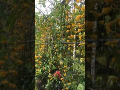 Video Chia sẻ kỹ thuật trồng và chăm sóc lan hoàng dương tại... - youtube