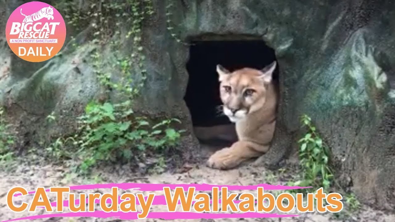 leopard print CATurday Walkabout to see big cats at Big Cat Rescue 17 Aug 2019