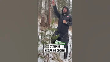 Как отличить кедровую сосну от обыкновенной сосны