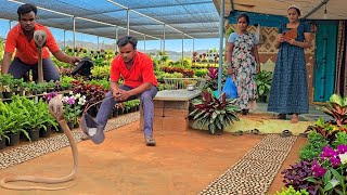 నర్సరీలో నాగుపాము చాలా కోపంగా ఉంది Indian spectacled cobra snake rescue yerakota {9966333589}