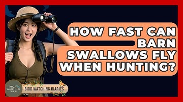 How Fast Can Barn Swallows Fly When Hunting? - Bird Watching Diaries