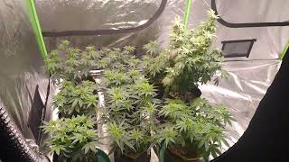 all in flower same tent, clone, photoperiod seedlings
