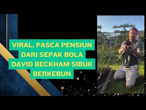 agung777 x aplikasi kpk toto - Viral, Pasca Pensiun Dari Sepak Bola David Beckham Sibuk Berkebun - Cerita Selebriti TV