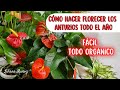 CÓMO HACER FLORECER LOS ANTURIOS TODO EL AÑO- Fácil con todo Orgánico/ Liliana Muñoz