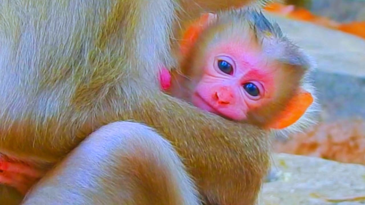 WOW! Monkey Lauy gives new birth a baby  Her baby is so beautiful  🥰