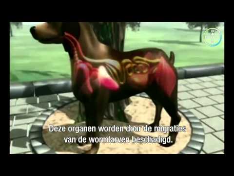 Video: Waar kom haakwurms by honde vandaan?