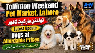 Tollinton Weekend Pet Market Lahore Latest Update Dogs at Affordable Prices