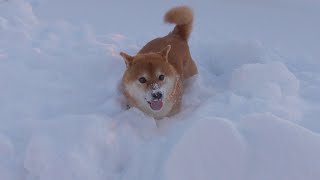 雪まみれのドッグランを堪能する柴犬がかわいい。