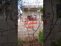 مفيد جدا الري لشجرة المشمش قبل الازهار