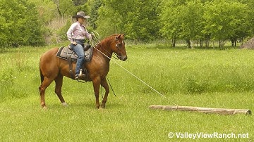This Cat Plays Jazz - cows, carry flag, rope drag, logs, teeter totter, gate! - ValleyViewRanch.net