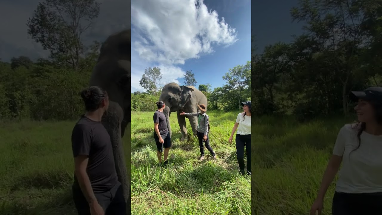 Amazing 🤩 Kulen Elephant Forest