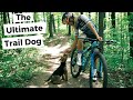 The Ultimate Mountain Bike Trail Dog | Buddy the Welsh Terrier の動画、YouTube動画。