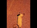 Cats Are Auraless ☠️ #viral #trending #cats