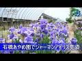 石橋あやめ園でジャーマンアイリス見頃 下野